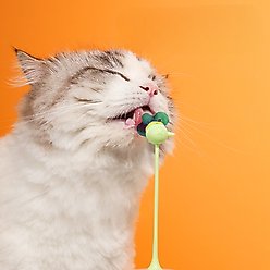 Happy & Polly Interactive Insect Cat Spinner Toy, Green slide 2 of 3