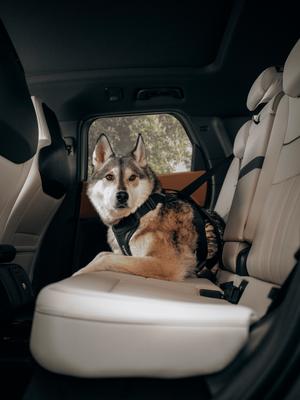 Show full view: Thule Cappy Dog Car Harness, Large: 24.5 to 34.5-in chest slide 8 of 10