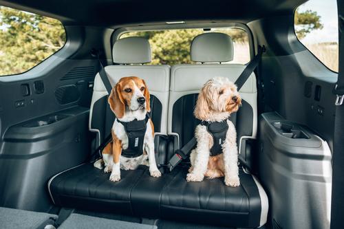 Show full view: Thule Cappy Dog Car Harness, Medium: 22 to 30-in chest slide 10 of 12