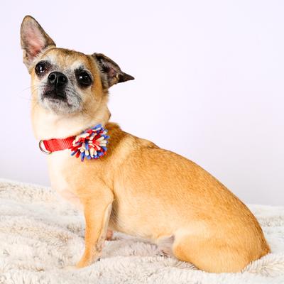 Show full view: Mimi Green Firework Fourth of July Dog Collar Accessory, Small slide 3 of 4
