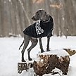 Show in main carousel: GF Pet Fuzzy Dog Sweater, Black, X-Small slide 5 of 9