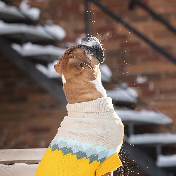 Show full view: GF Pet Fireside Dog Sweater, Yellow, XXXX-Large slide 5 of 6