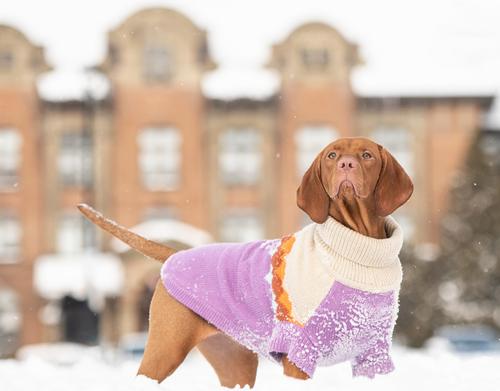 Show full view: GF Pet Fireside Dog Sweater, Purple, Small slide 5 of 7