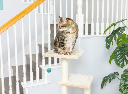 Show full view: Armarkat 3-Level 48-in Wooden Kitten Tree & Condo, Beige slide 5 of 11