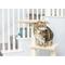 Show in main carousel: Armarkat 3-Level 48-in Wooden Kitten Tree & Condo, Beige slide 4 of 11