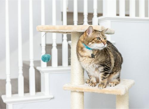 Show full view: Armarkat 3-Level 48-in Wooden Kitten Tree & Condo, Beige slide 4 of 11