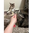 Show in main carousel: Rena's Recipe Kitty Licks Chicken Variety Lickable Cat Treats, 60 count slide 9 of 10