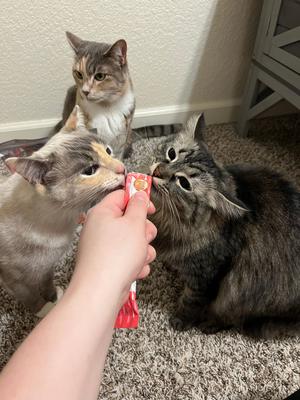 Show full view: Rena's Recipe Kitty Licks Chicken Variety Lickable Cat Treats, 60 count slide 9 of 10