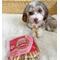 Show in main carousel: Rena's Recipe Chicken Twisty Sticks Dog Chew Treats, 8-oz bag, 3 count slide 6 of 8
