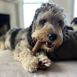 Chew'ems Y Bone Dog Toy, Chicken, Large slide 2 of 8