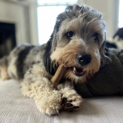 Show full view: Chew'ems Y Bone Dog Toy, Salmon, Large slide 8 of 9