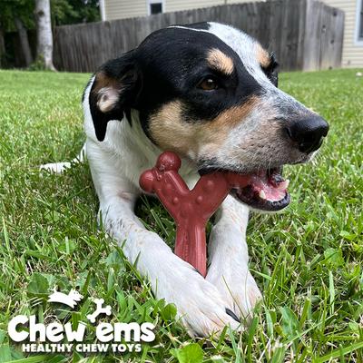 Show full view: Chew'ems Y Bone Dog Toy, Beef, Small slide 7 of 7