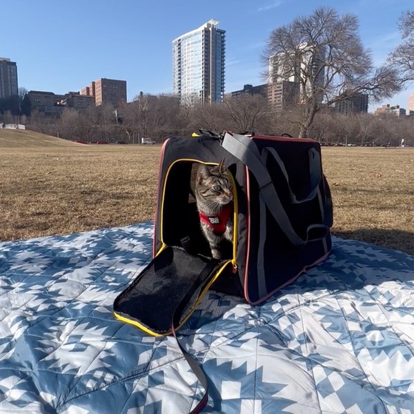 Show full view: Travel Cat Collapsible Cat Carrier, Black slide 8 of 10