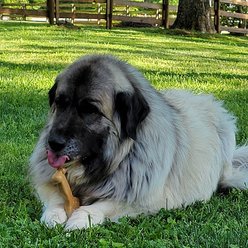 Chew'ems Y Bone Dog Toy, Salmon, Large slide 2 of 8