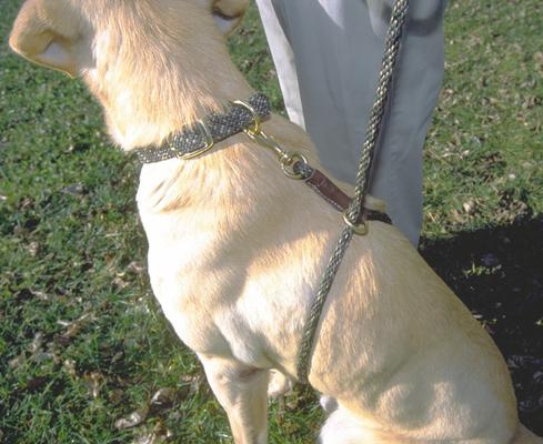 Show full view: Mendota Pet EZ Trainer Dog Leash, Red, 8-ft long, 3/8-in wide slide 2 of 2