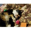 Show in main carousel: Fashion's Talk 12 Piece Furry Rattle Ball Cat Toys slide 4 of 6