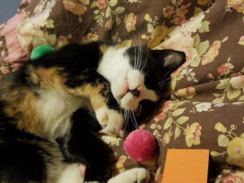 Show full view: Fashion's Talk 12 Piece Furry Rattle Ball Cat Toys slide 4 of 6