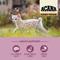Show in main carousel: ACANA Highest Protein Kitten Dry Cat Food, 4-lb bag slide 5 of 12