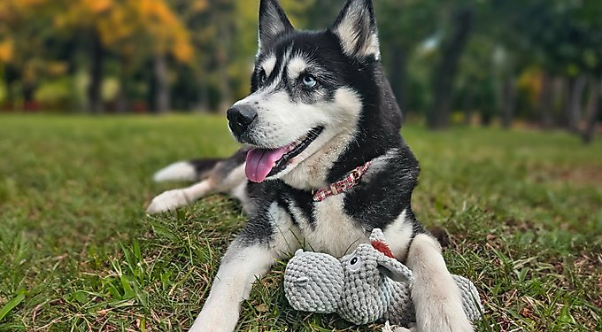 PetSpy Fitness Ring Dog Toy