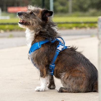 Show full view: Red Dingo Sport Squiggles Design Reflective Dog Harness, Black, Medium: 18.5 to 25.2-in chest slide 9 of 10