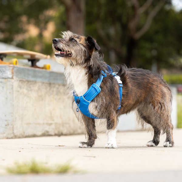 Red Dingo Sport Squiggles Design Reflective Dog Harness, Black