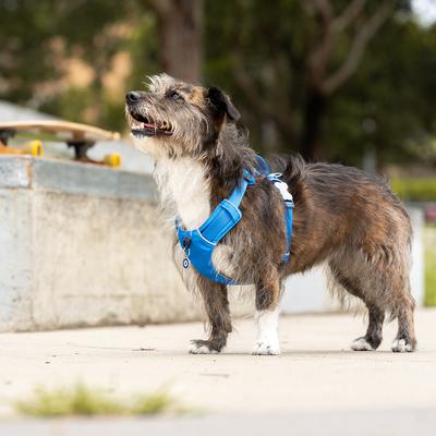 Show full view: Red Dingo Sport Squiggles Design Reflective Dog Harness, Black, Medium: 18.5 to 25.2-in chest slide 8 of 10