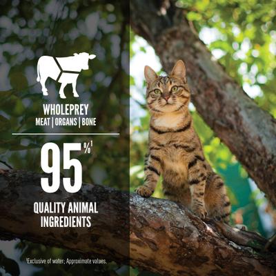 Show full view: ORIJEN Premium Regional Red Entree in Bone Broth Pate Wet Cat Food, 5.5-oz can, case of 12 slide 6 of 12