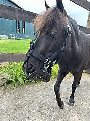 GreenGuard Grazing Horse Muzzle, Black, Mini, 3.5-in slide 2 of 7