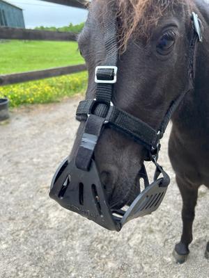 Show full view: GreenGuard Grazing Horse Muzzle, Black, Mini, 3.5-in slide 6 of 8