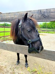 GreenGuard Grazing Horse Muzzle, Black, Mini, 3.5-in slide 1 of 7