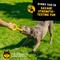 Show in main carousel: WoofBite Ultra-Tough Tug Rings Dog Chew Toy slide 9 of 12