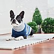 Show in main carousel: GF Pet Trekking Dog Sweater, Blue, XXXX-Large slide 3 of 7