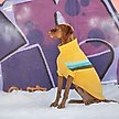 Show in main carousel: GF Pet Alpine Dog Sweater, XX-Small slide 5 of 7