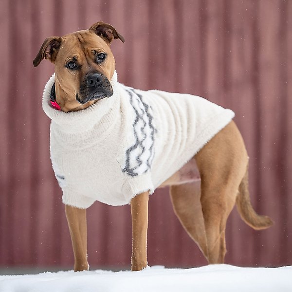 Show full view: GF Pet Fuzzy Dog Sweater, Sand, Medium slide 5 of 11