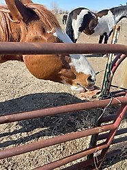 Circle 5 Feeds The Lasso Licker Mineral Salt Horse Treat, 5-lb slide 2 of 6