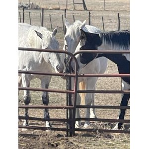 Circle 5 Feeds The Lasso Licker Mineral Salt Horse Treat, 5-lb