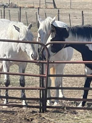 Show full view: Circle 5 Feeds The Lasso Licker Mineral Salt Horse Treat, 5-lb slide 5 of 8