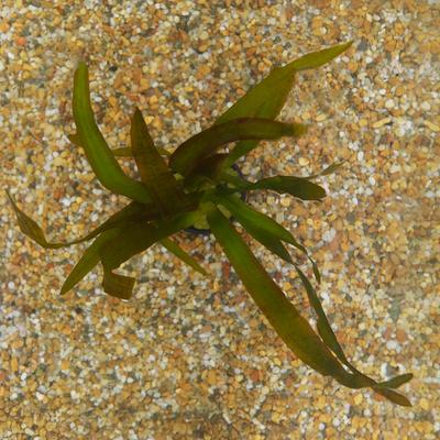 Show full view: HydrOasis Red Jungle Vallisneria Submerged Potted Live Fish Plant, 3 count slide 3 of 6