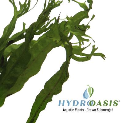 Show full view: HydrOasis Lacy Java Fern Submerged Potted Live Fish Plant, 3 count slide 4 of 6