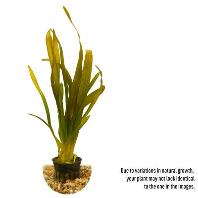 Show full view: HydrOasis Red Jungle Vallisneria Submerged Potted Live Fish Plant, 3 count slide 2 of 6