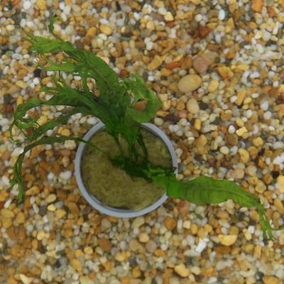 Show full view: HydrOasis Lacy Java Fern Submerged Potted Live Fish Plant, 3 count slide 3 of 6