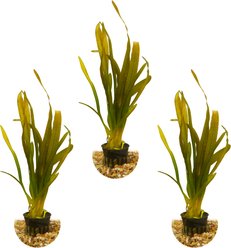 HydrOasis Red Jungle Vallisneria Submerged Potted Live Fish Plant, 3 count