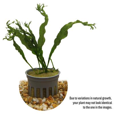 Show full view: HydrOasis Lacy Java Fern Submerged Potted Live Fish Plant, 3 count slide 2 of 6