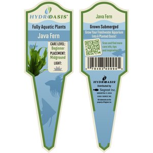 HydrOasis Java Fern Submerged Potted Live Fish Plant, 3 count