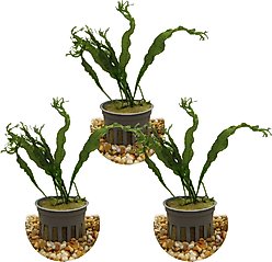 HydrOasis Lacy Java Fern Submerged Potted Live Fish Plant, 3 count