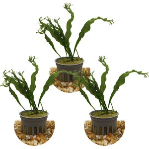 HydrOasis Lacy Java Fern Submerged Potted Live Fish Plant, 3 count
