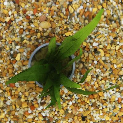 Show full view: HydrOasis Java Fern Submerged Potted Live Fish Plant, 3 count slide 3 of 6