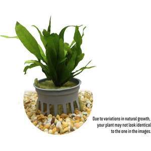 HydrOasis Java Fern Submerged Potted Live Fish Plant, 3 count