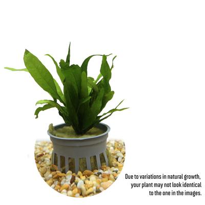 Show full view: HydrOasis Java Fern Submerged Potted Live Fish Plant, 3 count slide 2 of 6