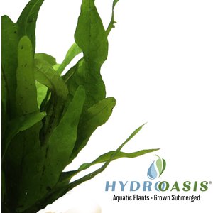 HydrOasis Java Fern Submerged Potted Live Fish Plant, 3 count